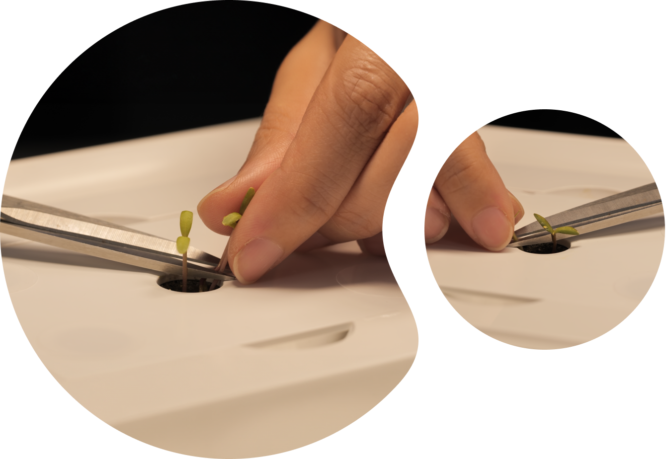 새싹을 1개만 남기고 나머지를 가위로 자르고 있는 모습